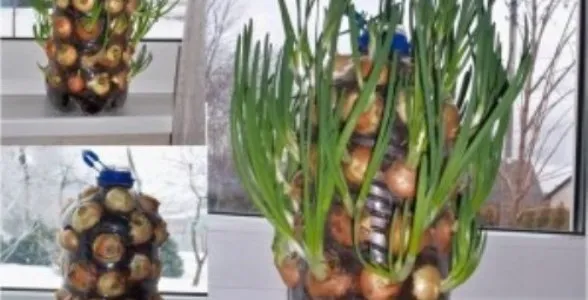 onions-300x2881-588x300