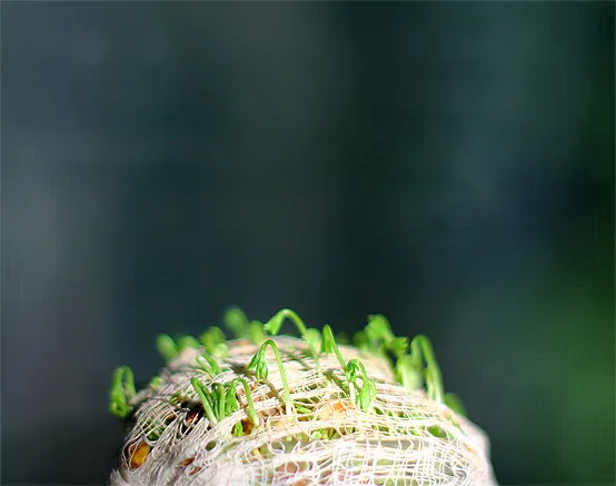 windowsill-lentil-sprouts-2-honestfare.com_